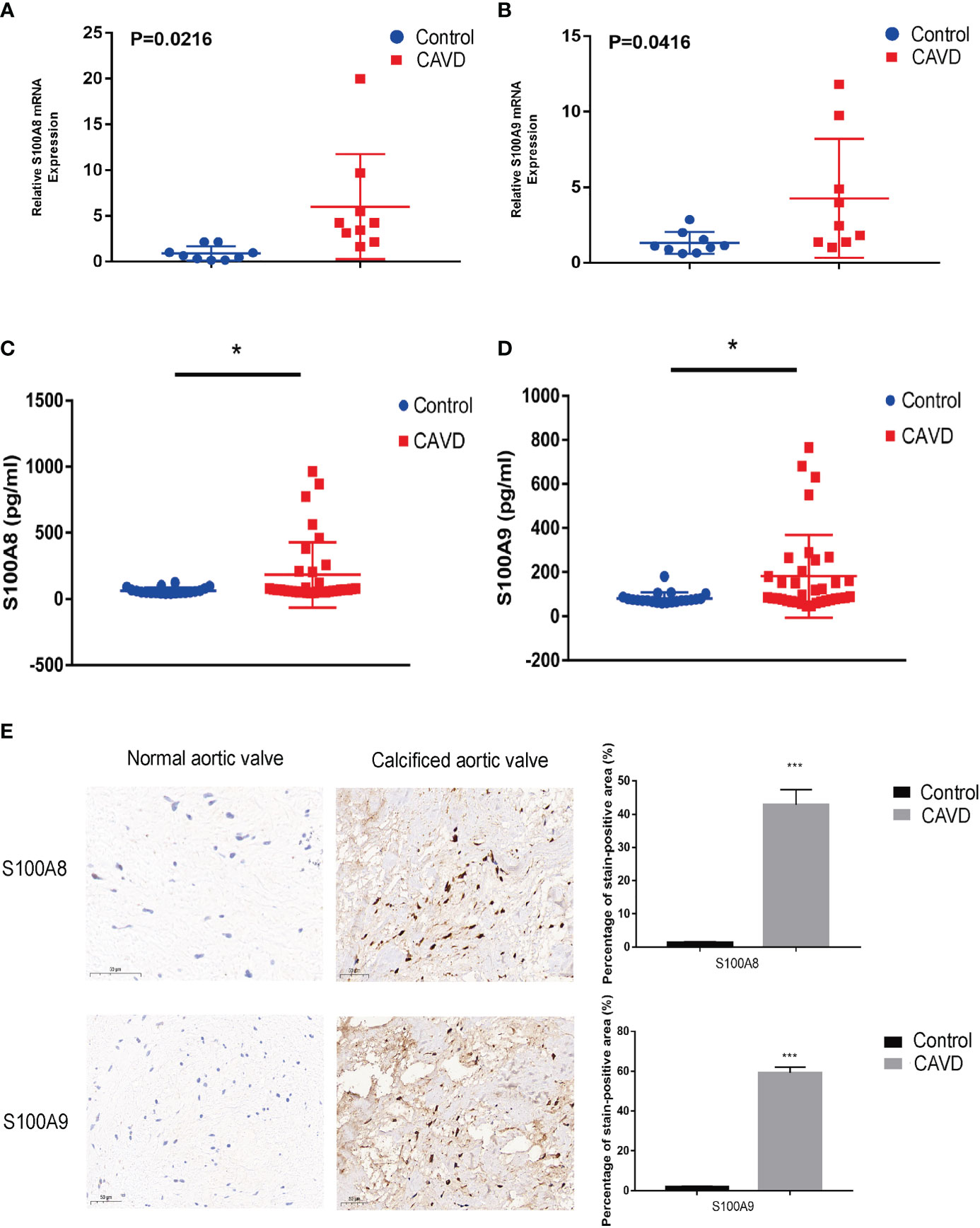 Frontiers  MicroRNA-34c Inhibits Osteogenic Differentiation and Valvular  Interstitial Cell Calcification via STC1-Mediated JNK Pathway in Calcific  Aortic Valve Disease