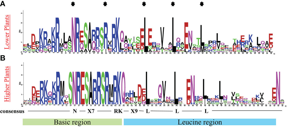 Frontiers | The bZIP transcription factors in Liriodendron chinense ...