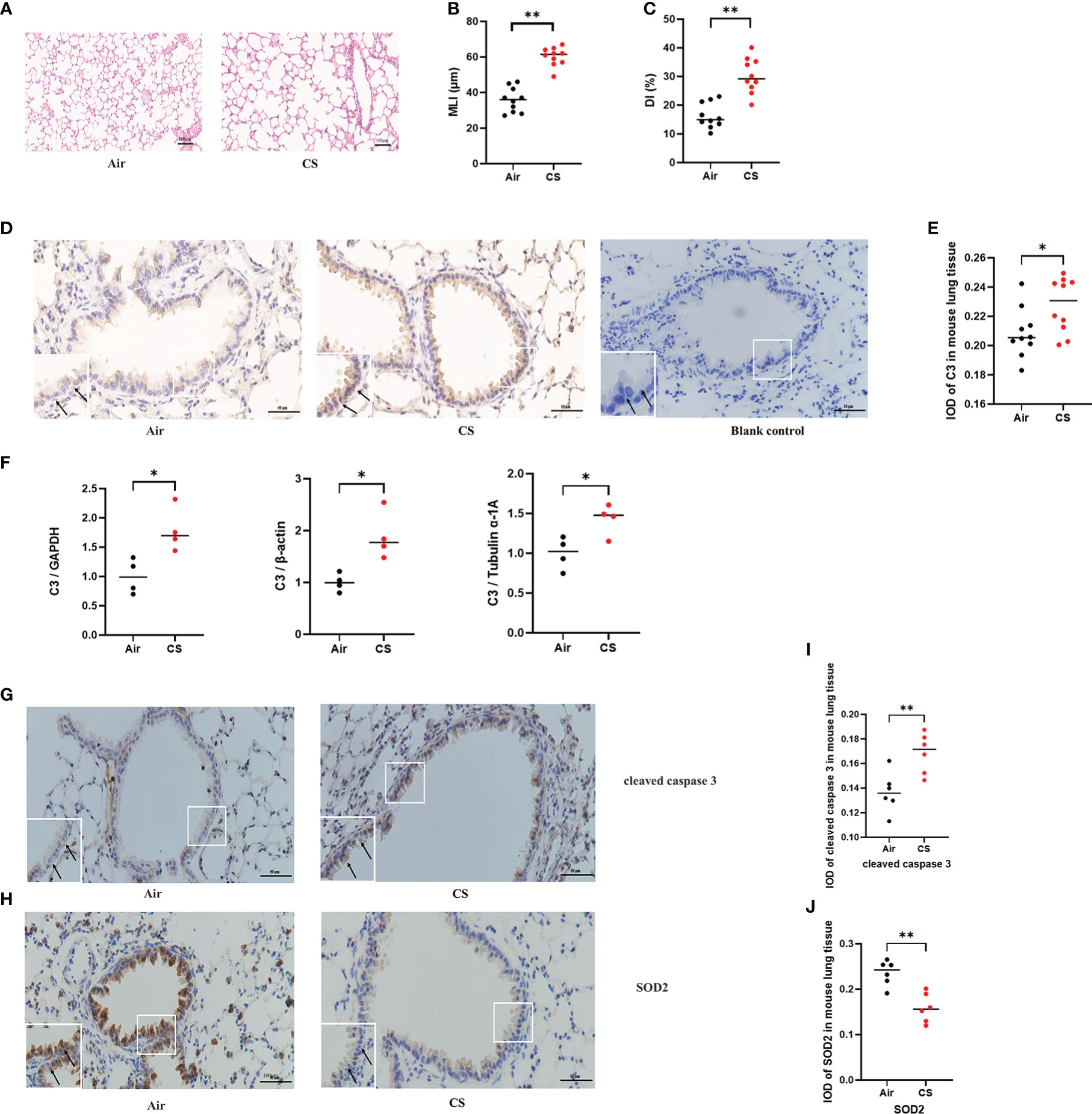 Frontiers Complement component 3 protects human bronchial