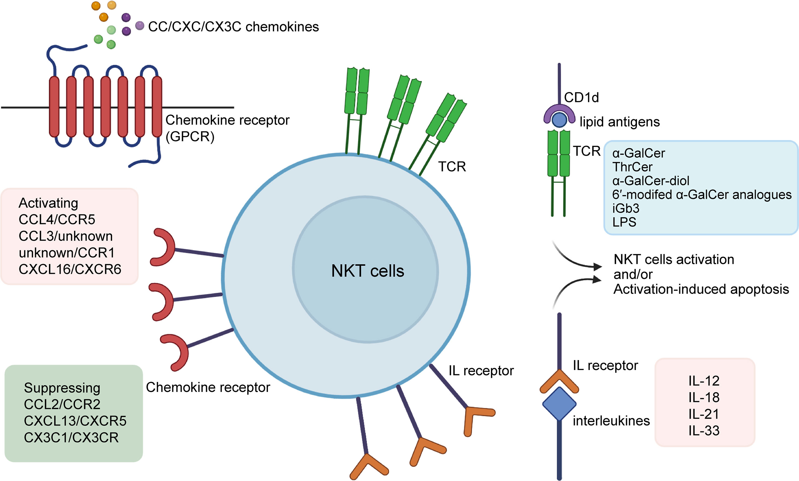 Frontiers | New insights into iNKT cells and their roles in liver 