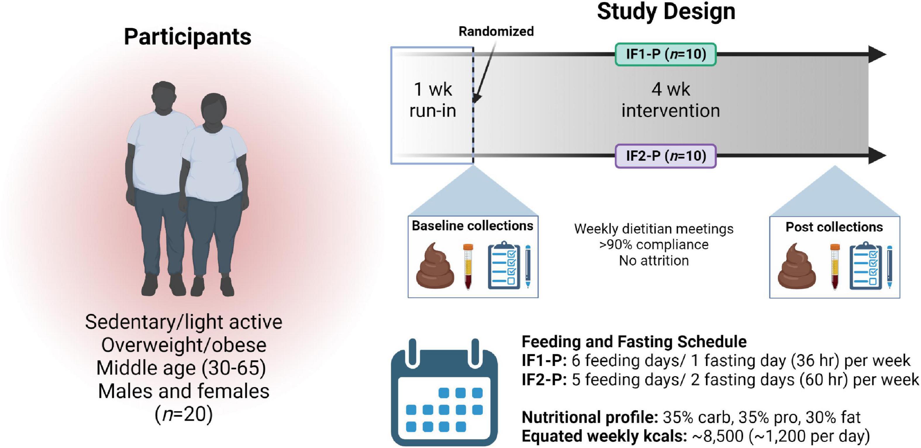 Frontiers  Exploratory analysis of one versus two-day intermittent fasting  protocols on the gut microbiome and plasma metabolome in adults with  overweight/obesity