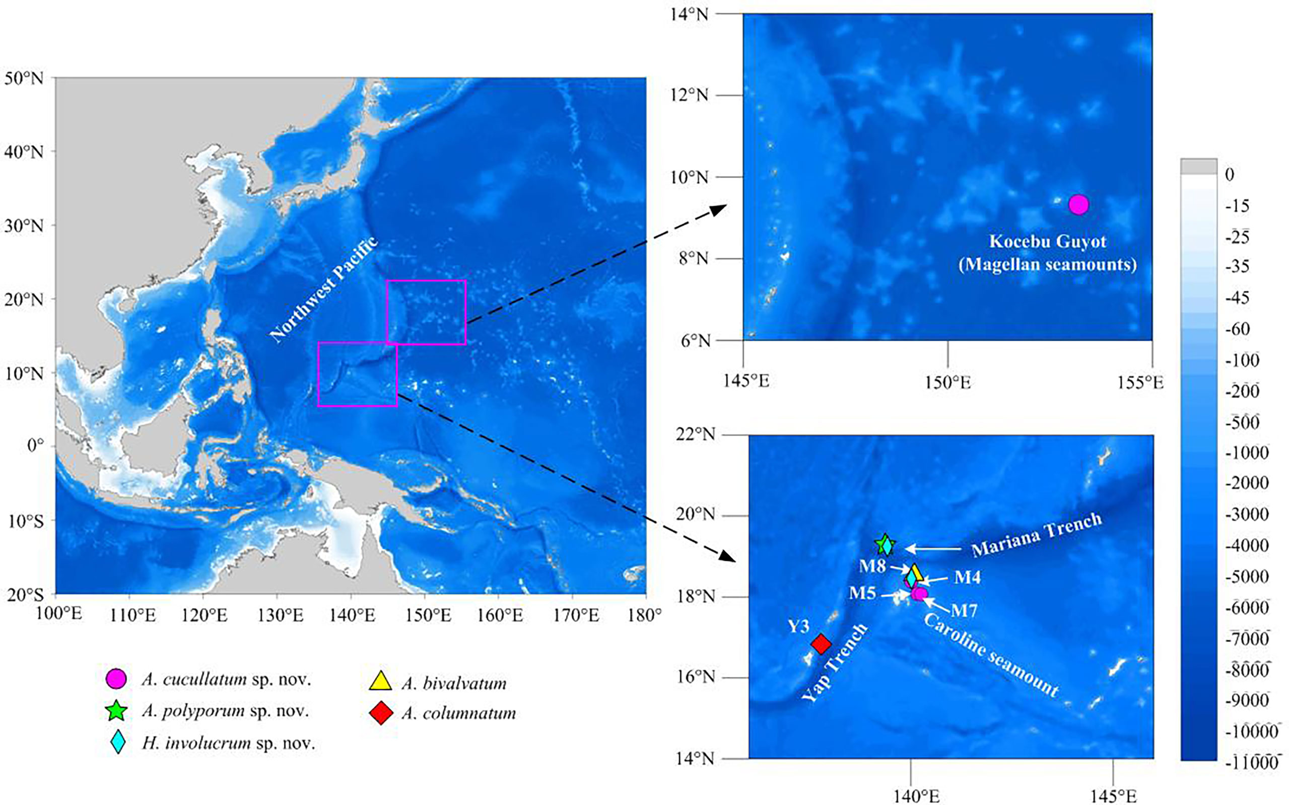Frontiers  Three new species and two new records of Echinothuriidae  (Echinodermata: Echinothurioida) from seamounts in the Northwest Pacific  Ocean: Diversity, phylogeny and biogeography of deep-sea echinothuriids