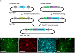 Frontiers | Long-term Cre-mediated retrograde tagging of neurons using ...