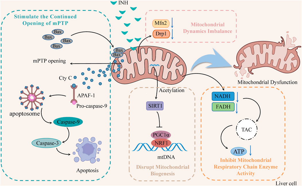 Frontiers Mechanisms of isoniazid and rifampicininduced liver injury