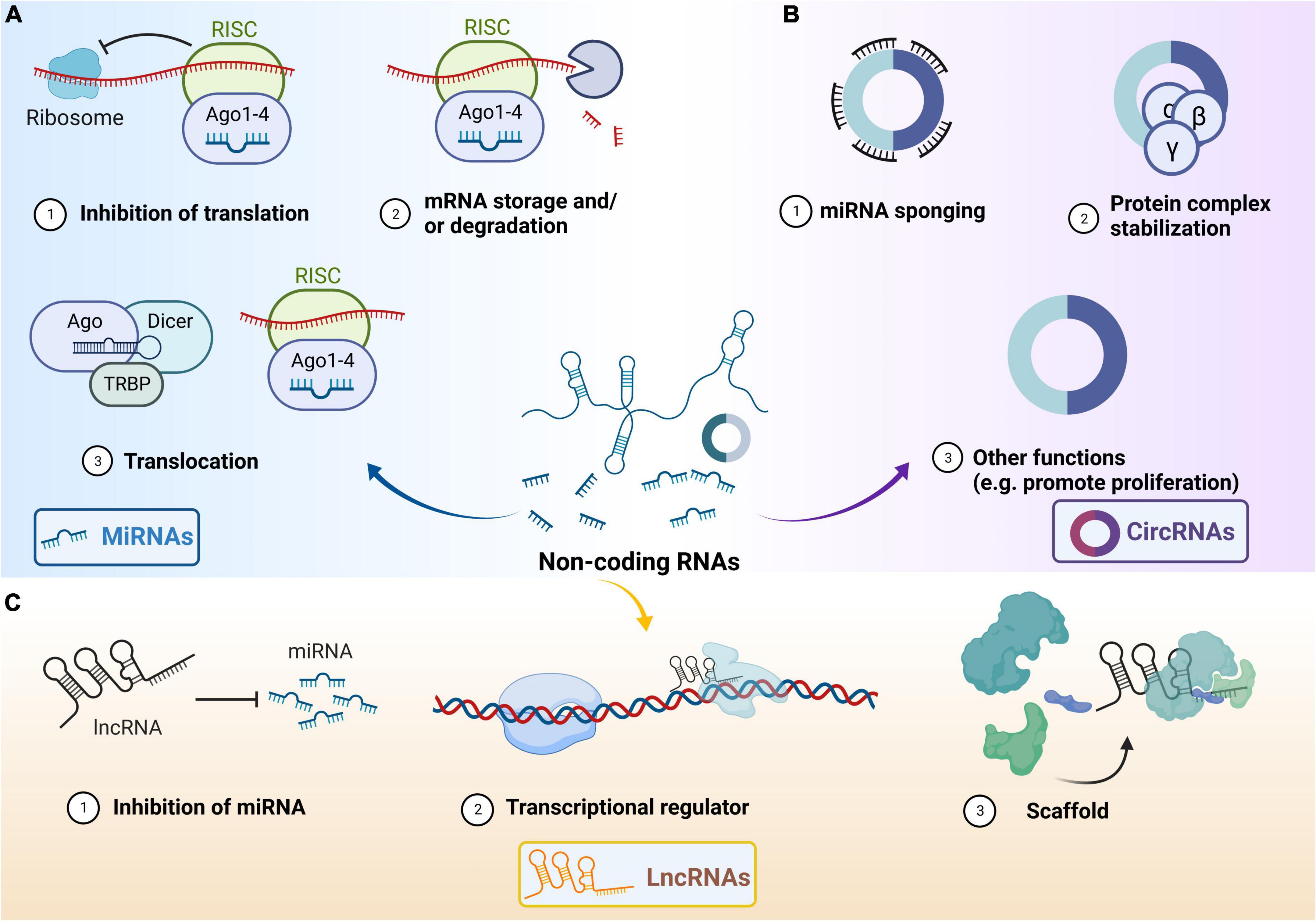 Frontiers | The emerging power and promise of non-coding RNAs in 