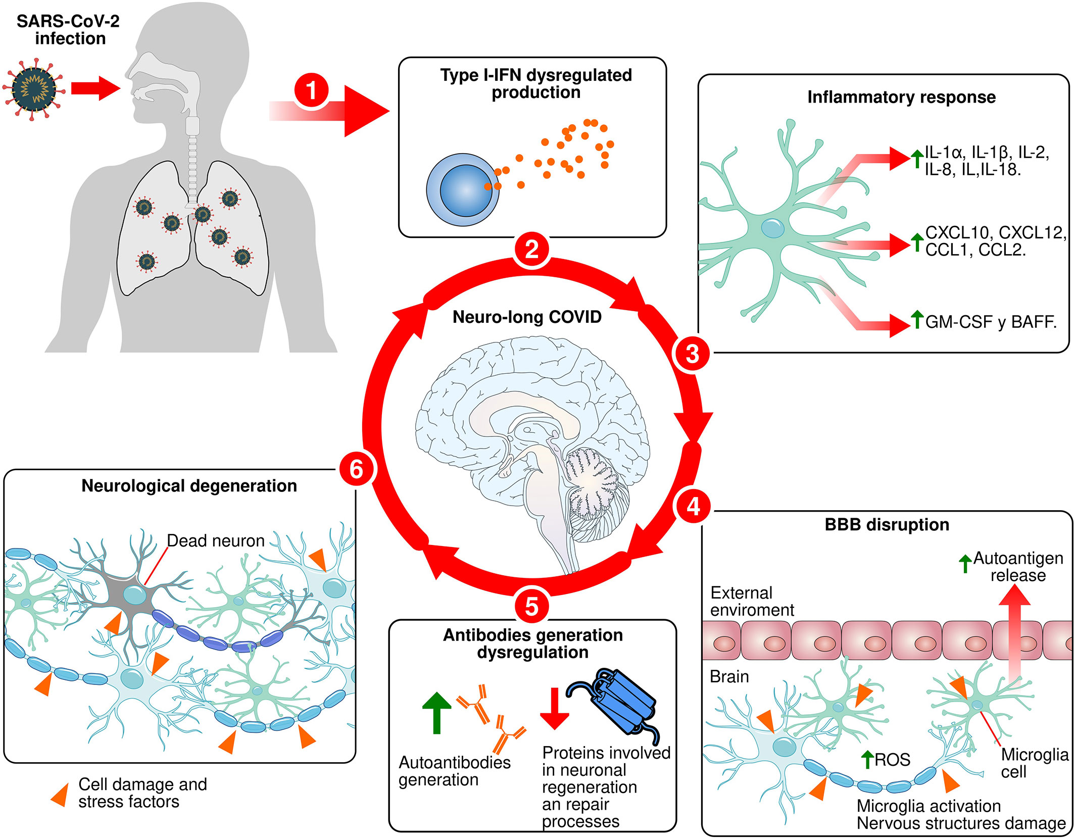 Frontiers  The relationship between chronic immune response and  neurodegenerative damage in long COVID-19