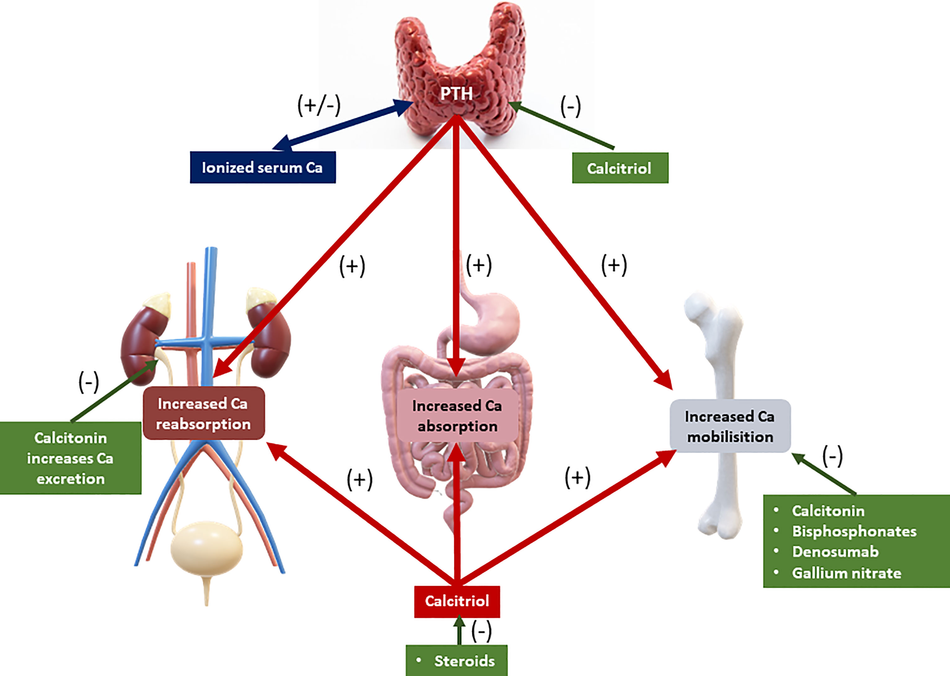 Frontiers Cancer related Hypercalcemia And Potential Treatments