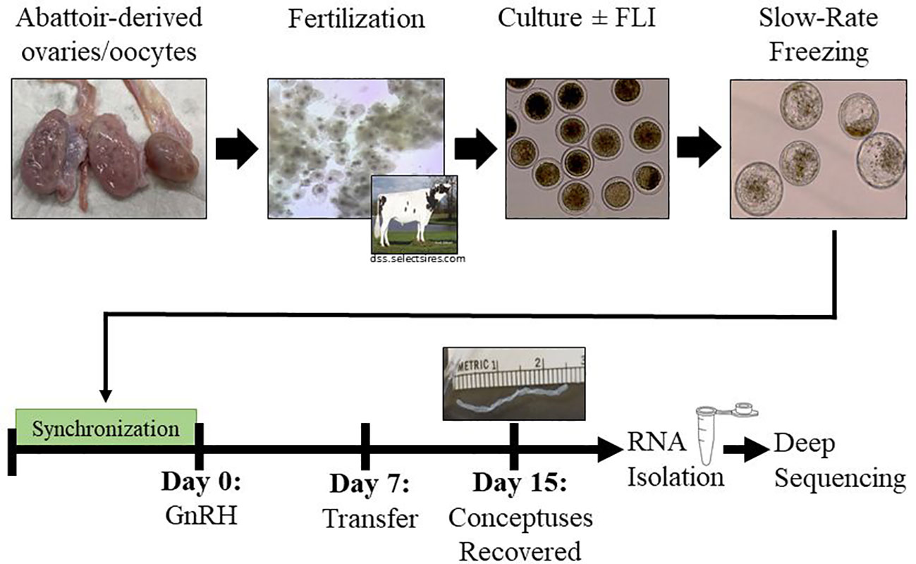 Frontiers  Actions of FGF2, LIF, and IGF1 on bovine embryo survival and  conceptus elongation following slow-rate freezing