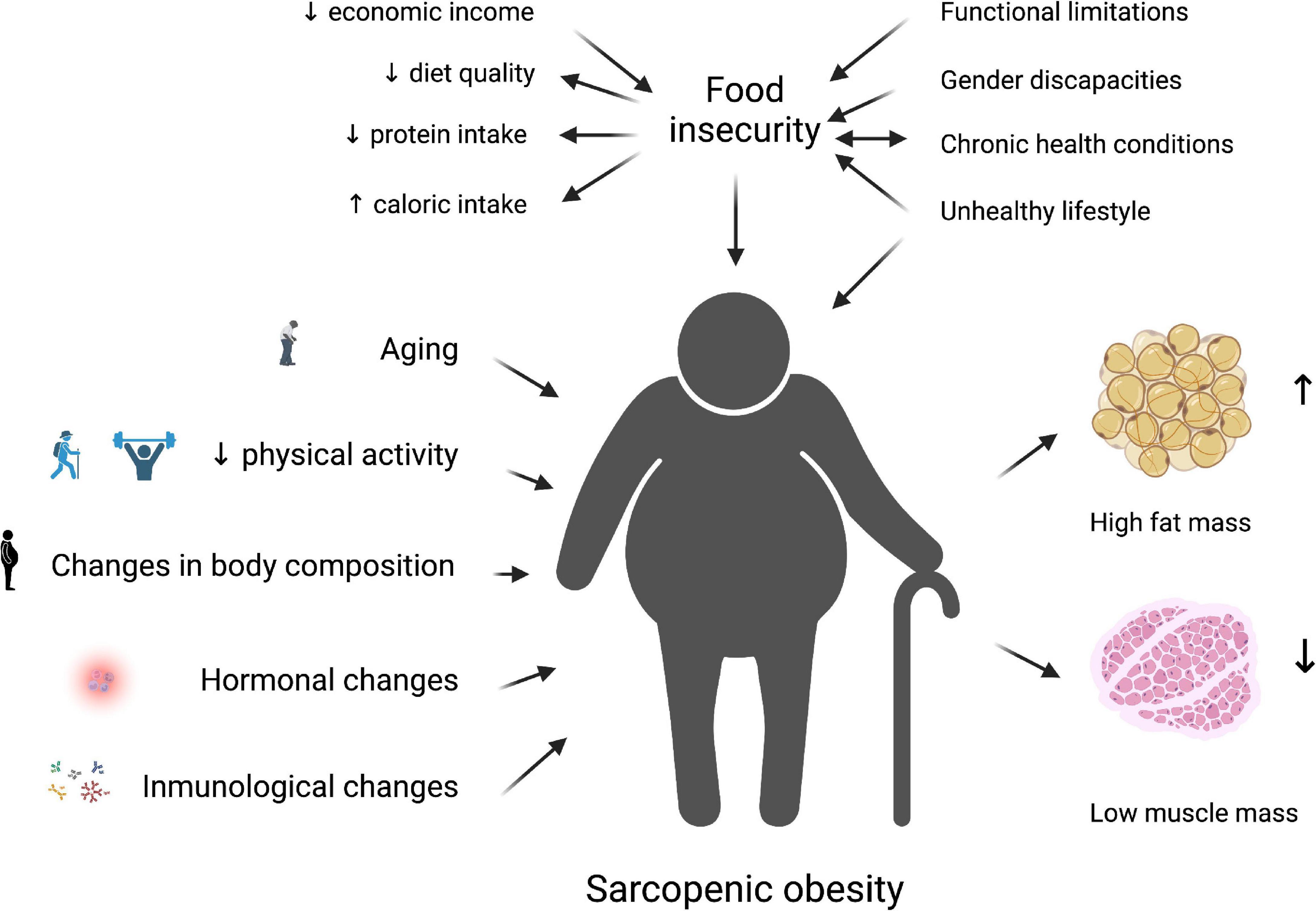 Frontiers  Food insecurity as a risk factor of sarcopenic obesity