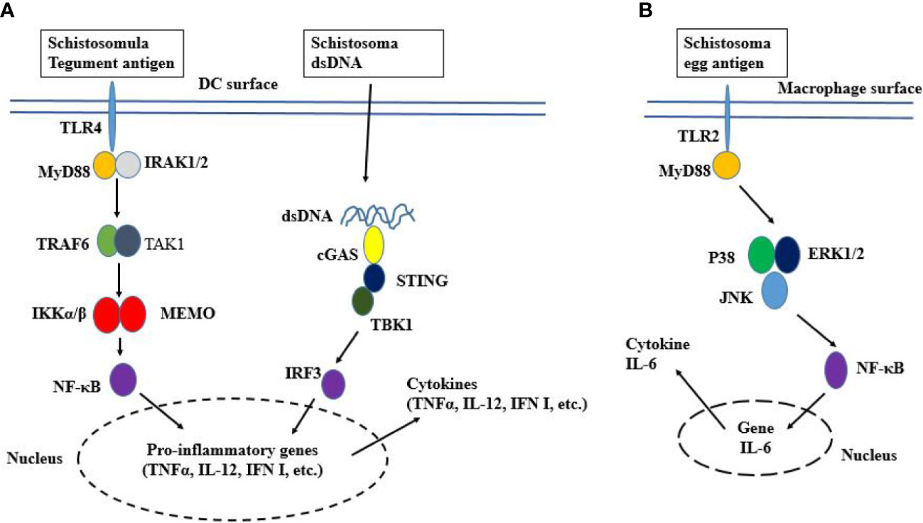 Frontiers | Pattern Recognition Receptor Signaling And Innate Immune ...