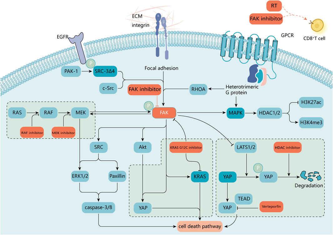 Frontiers | Functional and clinical characteristics of focal adhesion ...