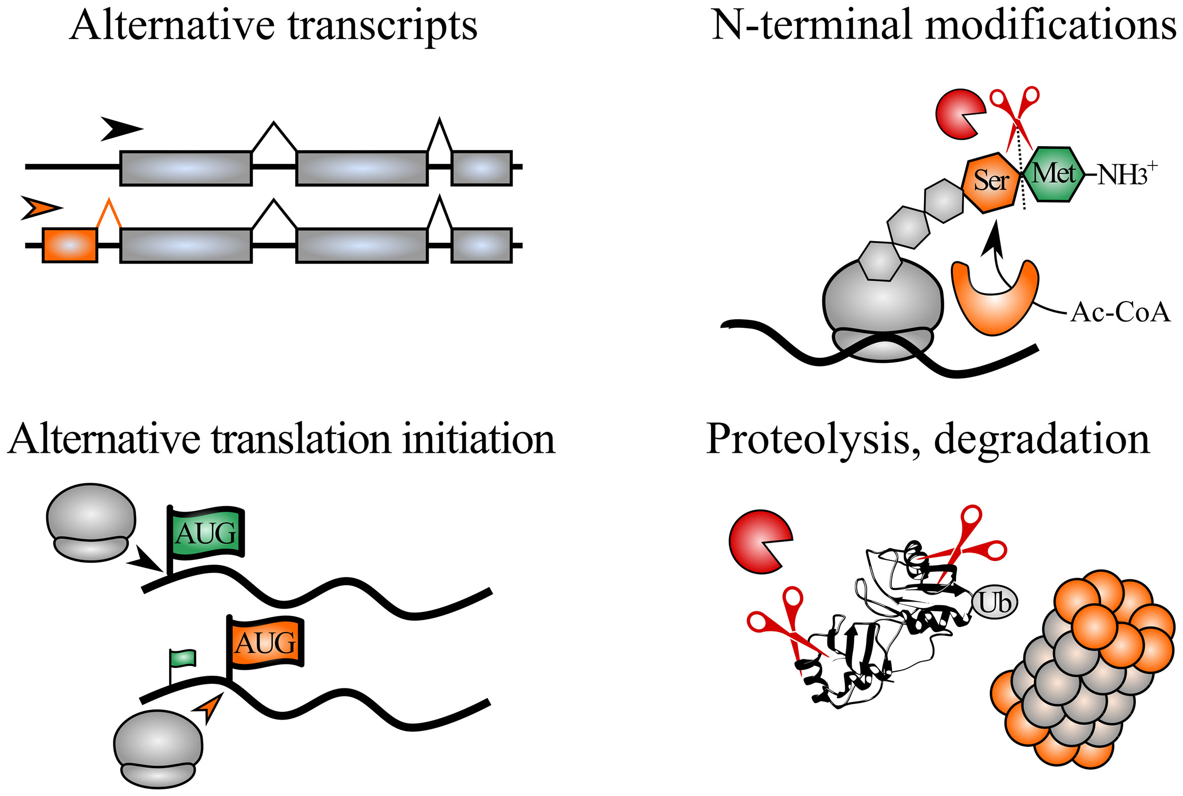 Frontiers Editorial Plant Protein Termini Their Generation 