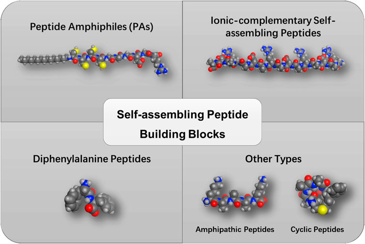 Frontiers Recent Advances In Self Assembling Peptide Matrices As