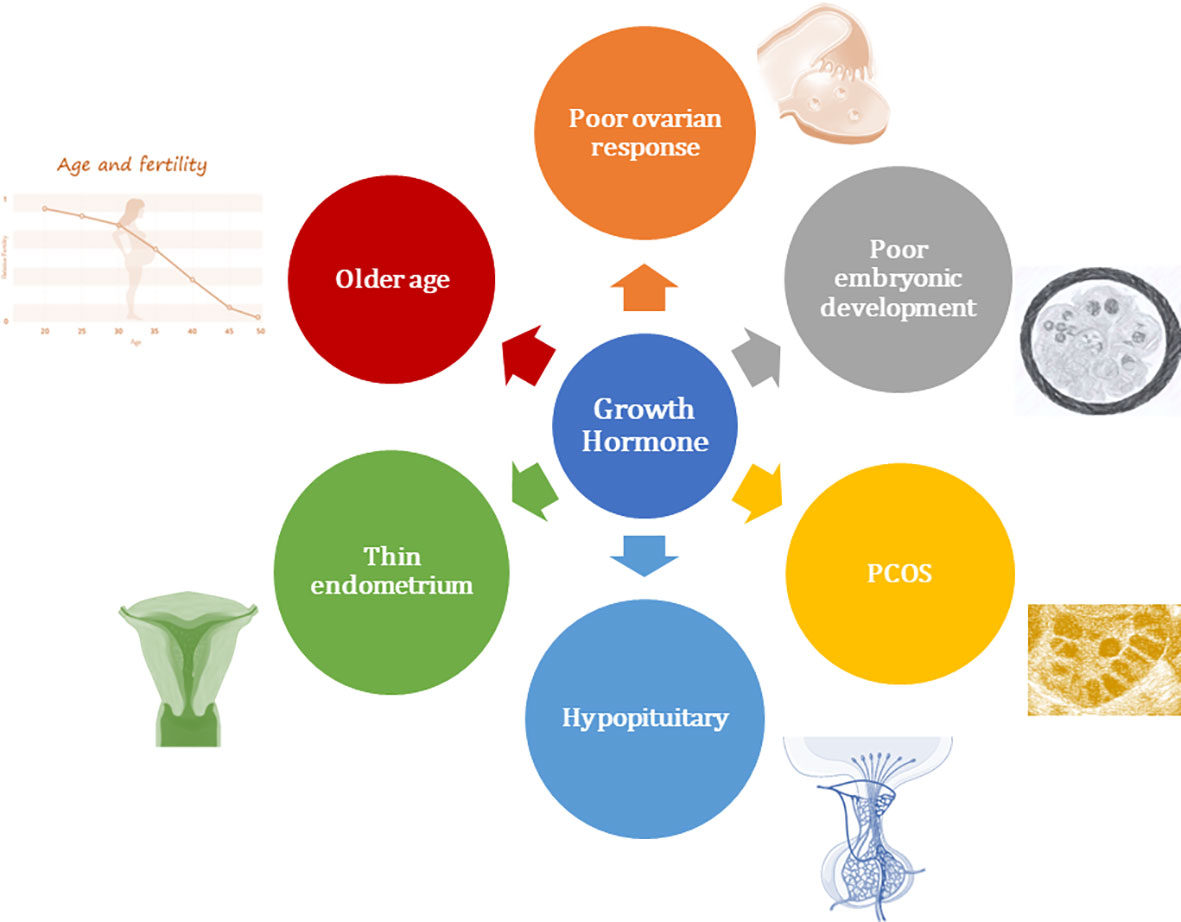 Hormone Cycle - Infertility Evaluation in Women