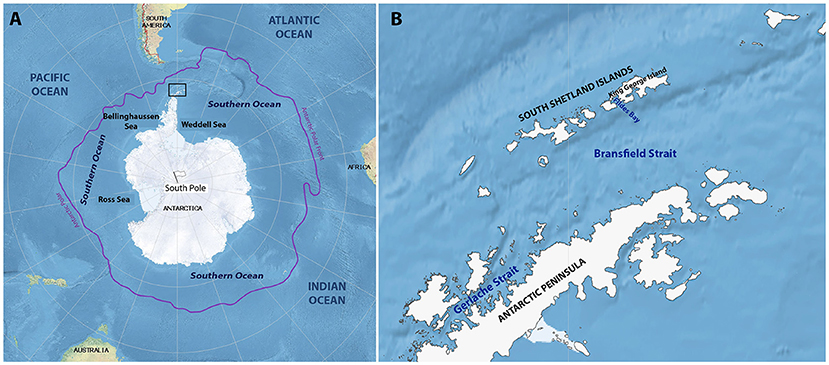 The Many Impacts Human Activities Have In Antarctica · Frontiers For 