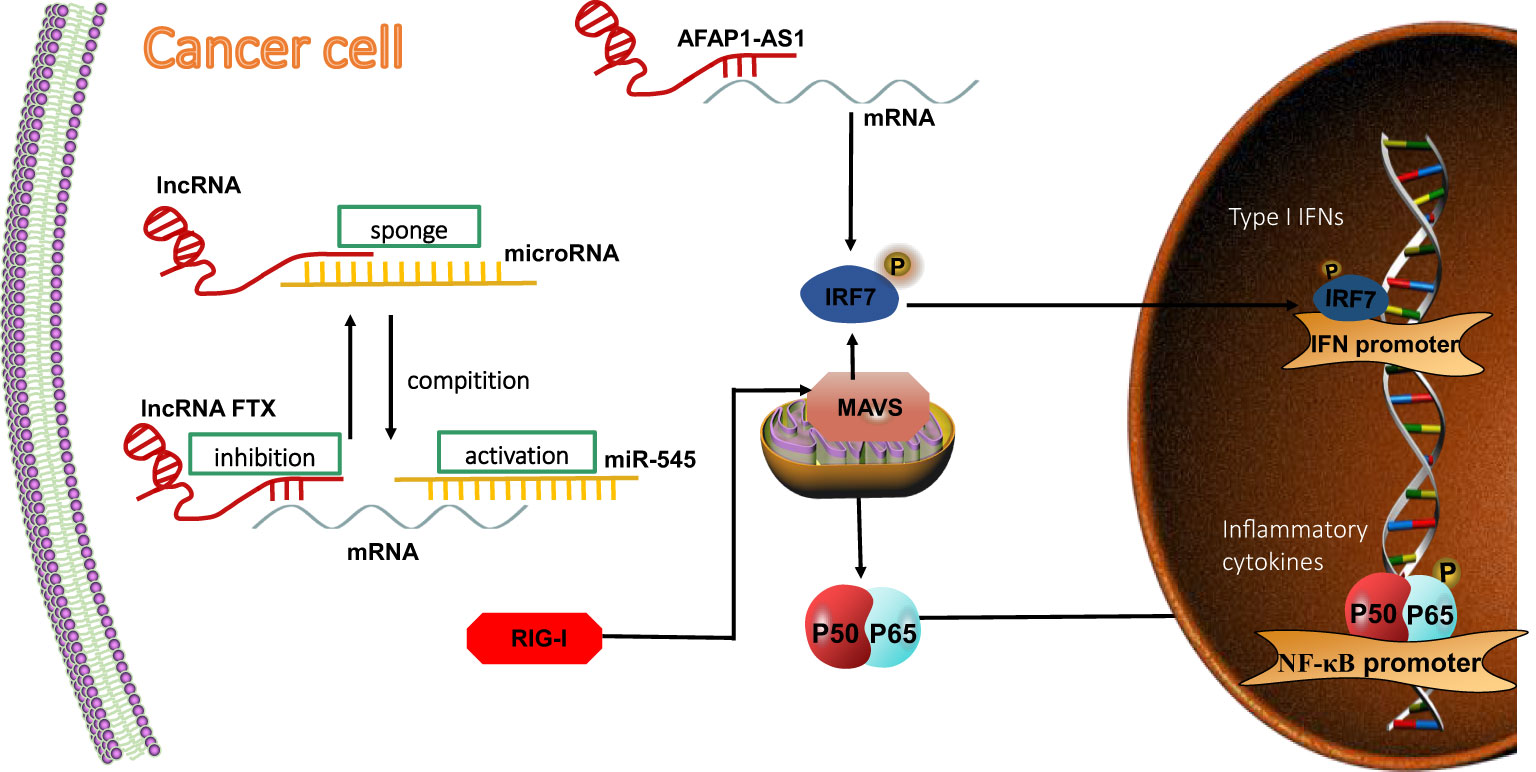 Frontiers | The LncRNAs Involved In Regulating The RIG-I Signaling Pathway