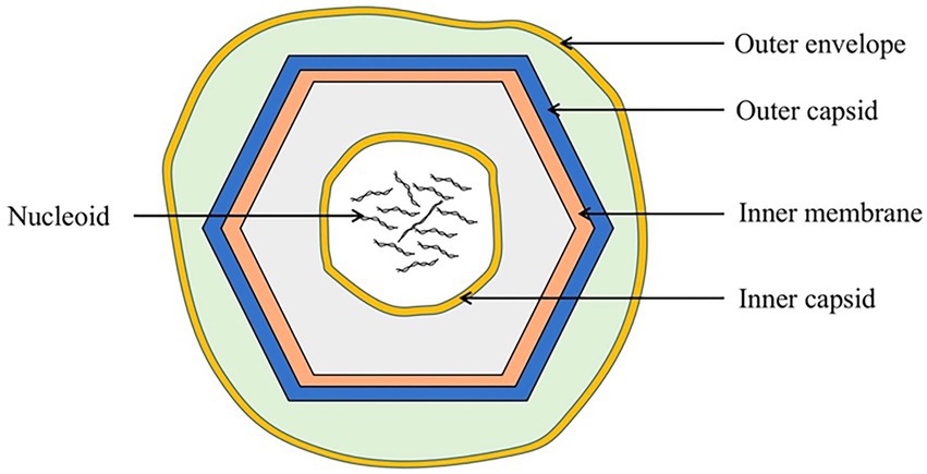 virus diagram capsid