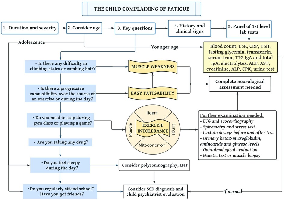 Frontiers Approach To The Child With Fatigue A Focus For The General 