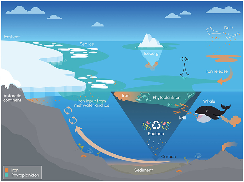 Why Are Phytoplankton In The Southern Ocean Starving For Iron ...