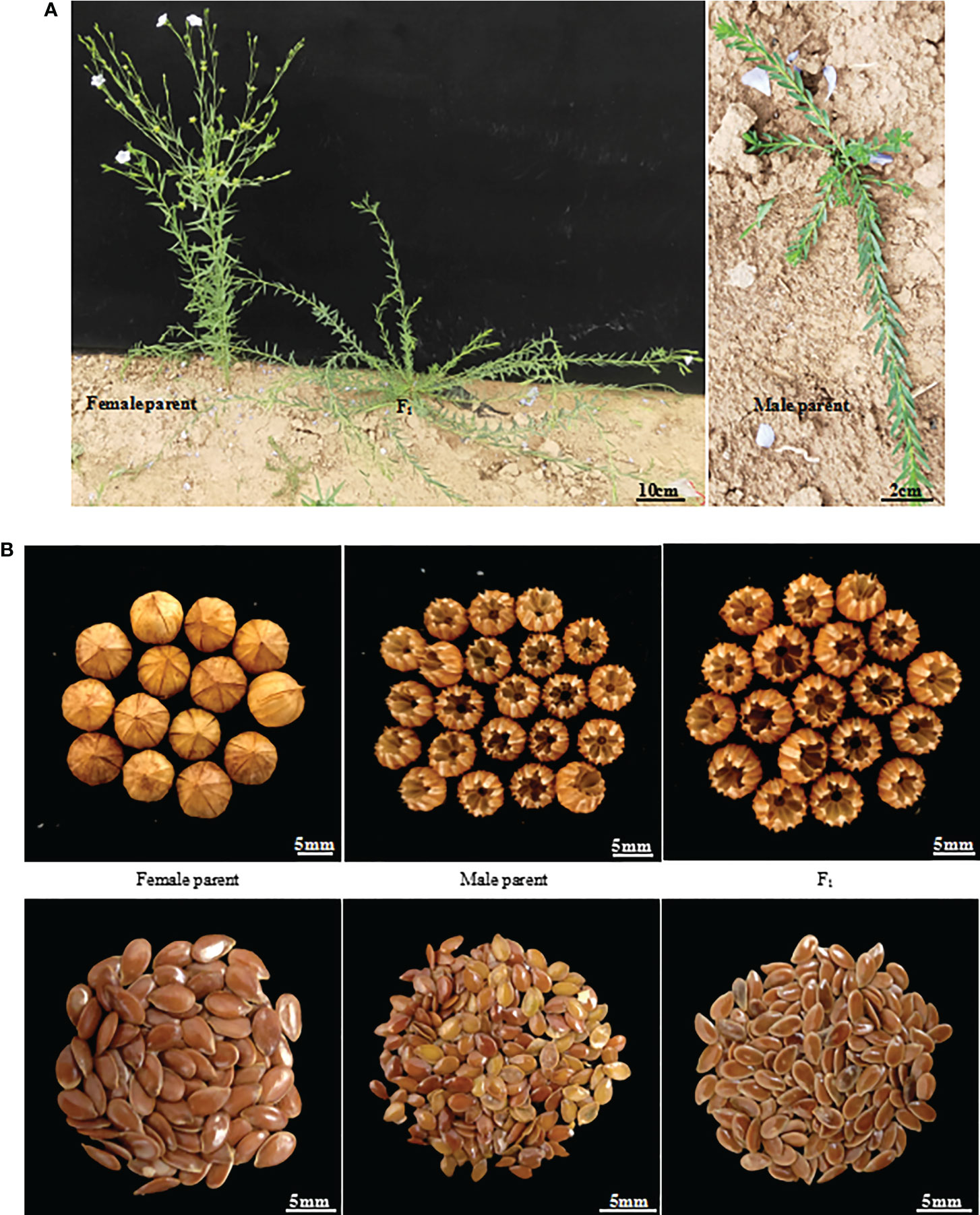 Morphological characteristics of linseed genotypes (A) Growth