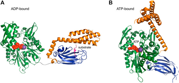 Frontiers  The role of heat shock proteins in preventing amyloid