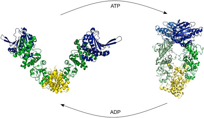 Cross-beta and fibril structure of amyloid fibrils (A) in the fibril