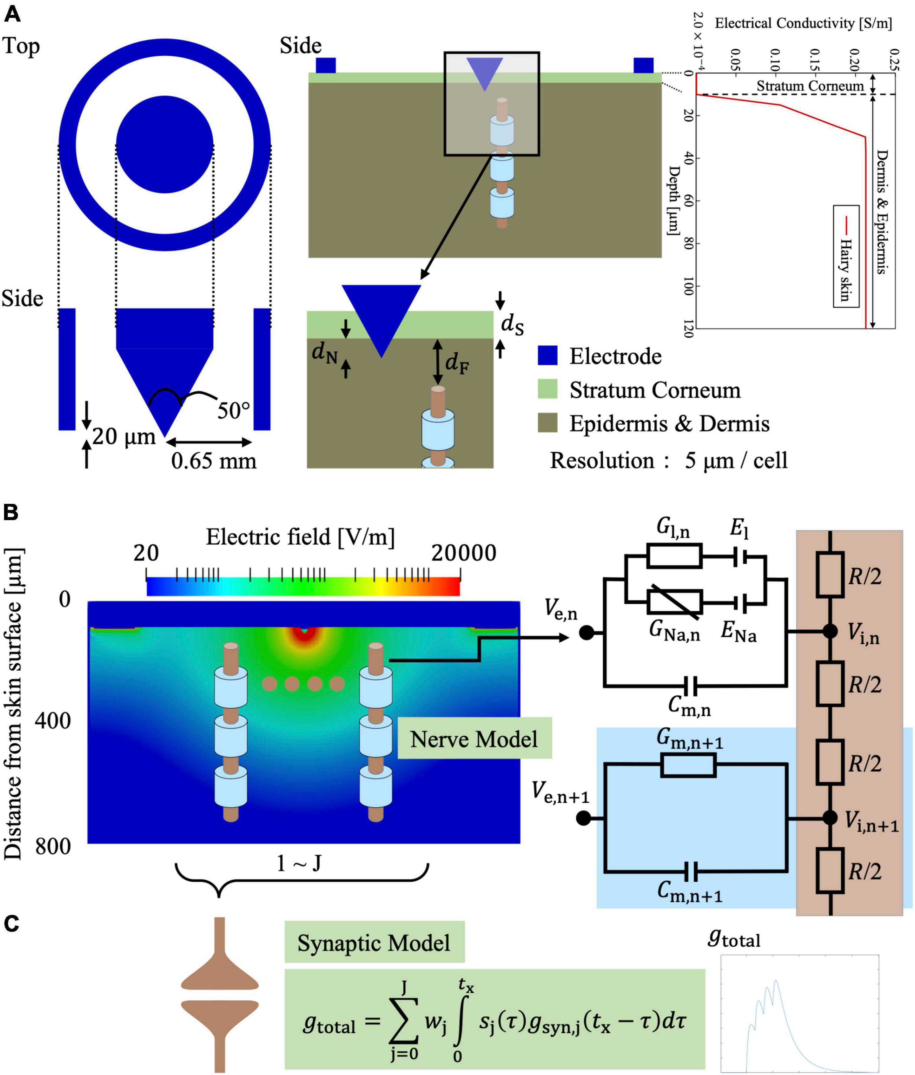 Frontiers  Combined optogenetic and electrical stimulation of the sciatic  nerve for selective control of sensory fibers