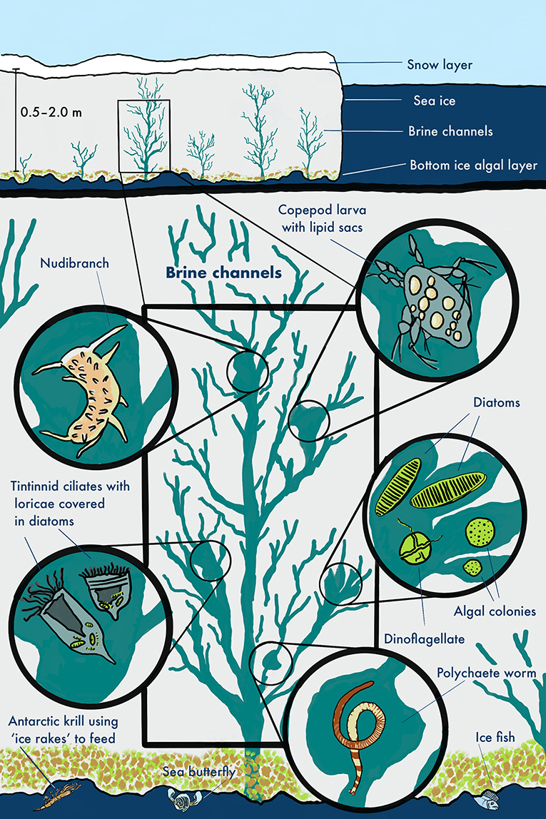 Rivers Of Brine In Antarctic Sea Ice Provide Homes For Tiny Organisms 