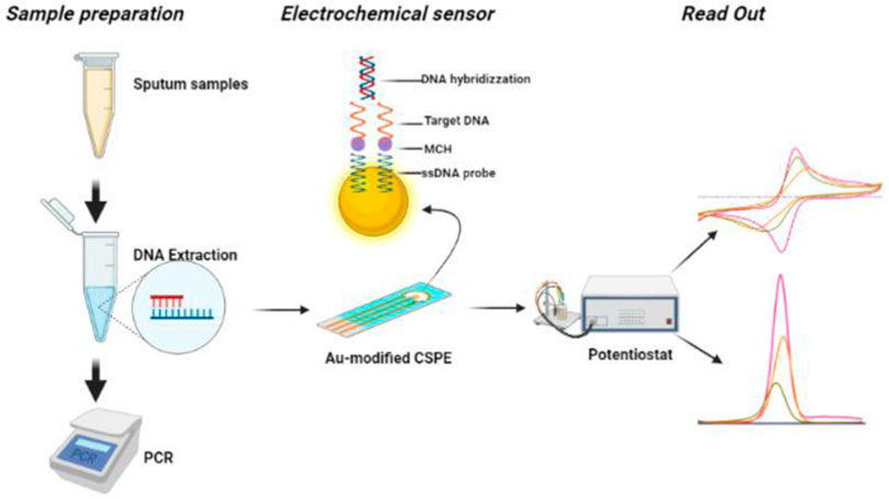 Frontiers Tuberculosis Detection From Raw Sputum Samples Using Au Electroplated Screen Printed Electrodes As E Dna Sensor