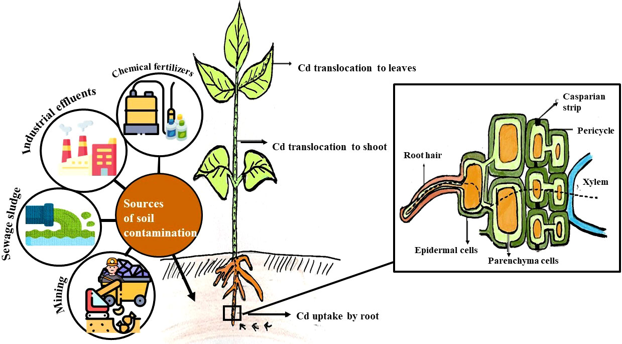 cadmium toxicity in plants