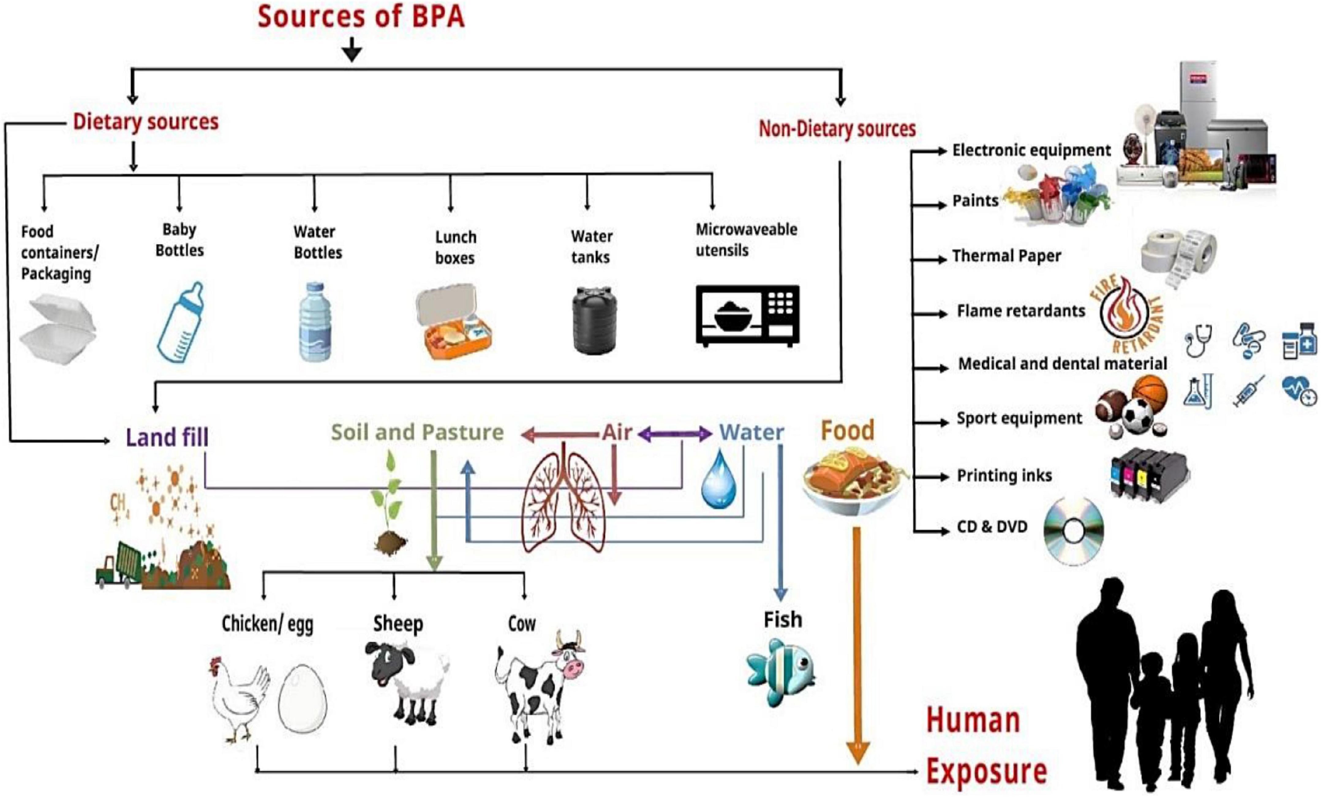 Common BPA Sources to Avoid - University Health News