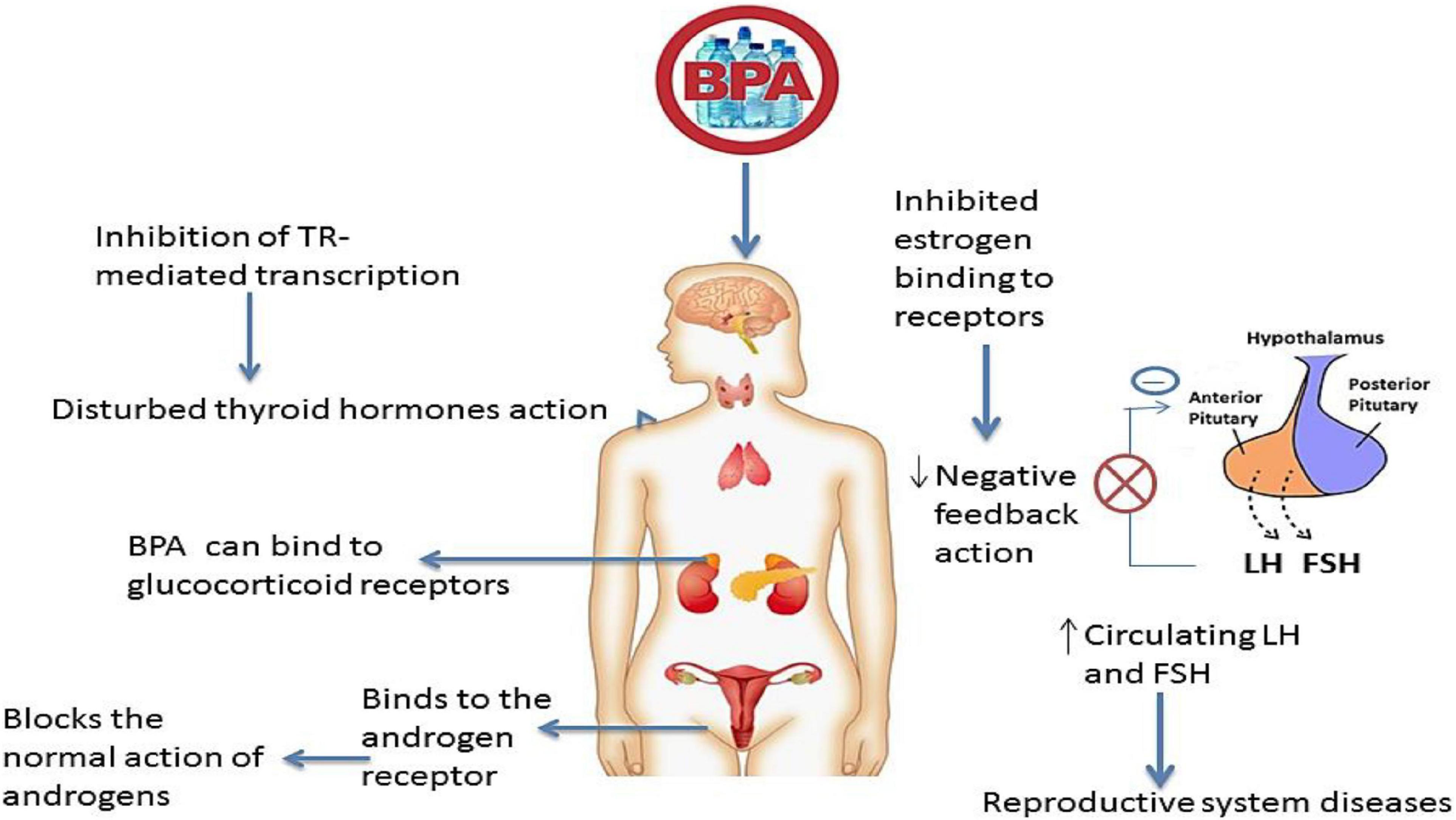 Department of Human Services  BPA - Bisphenol A - possible effects during  fetal development or on newborns