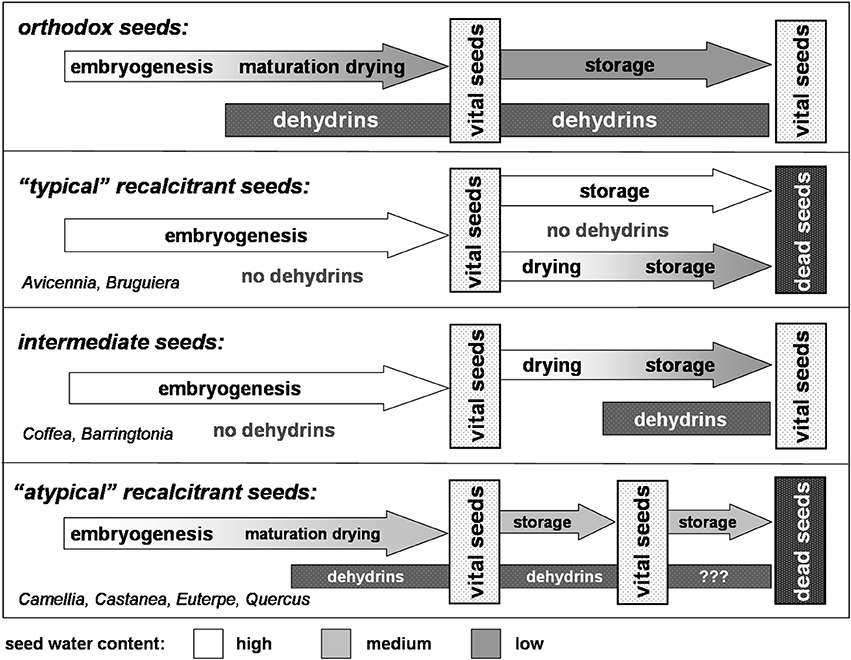 Frontiers | Dehydrin expression in seeds: an issue of ...