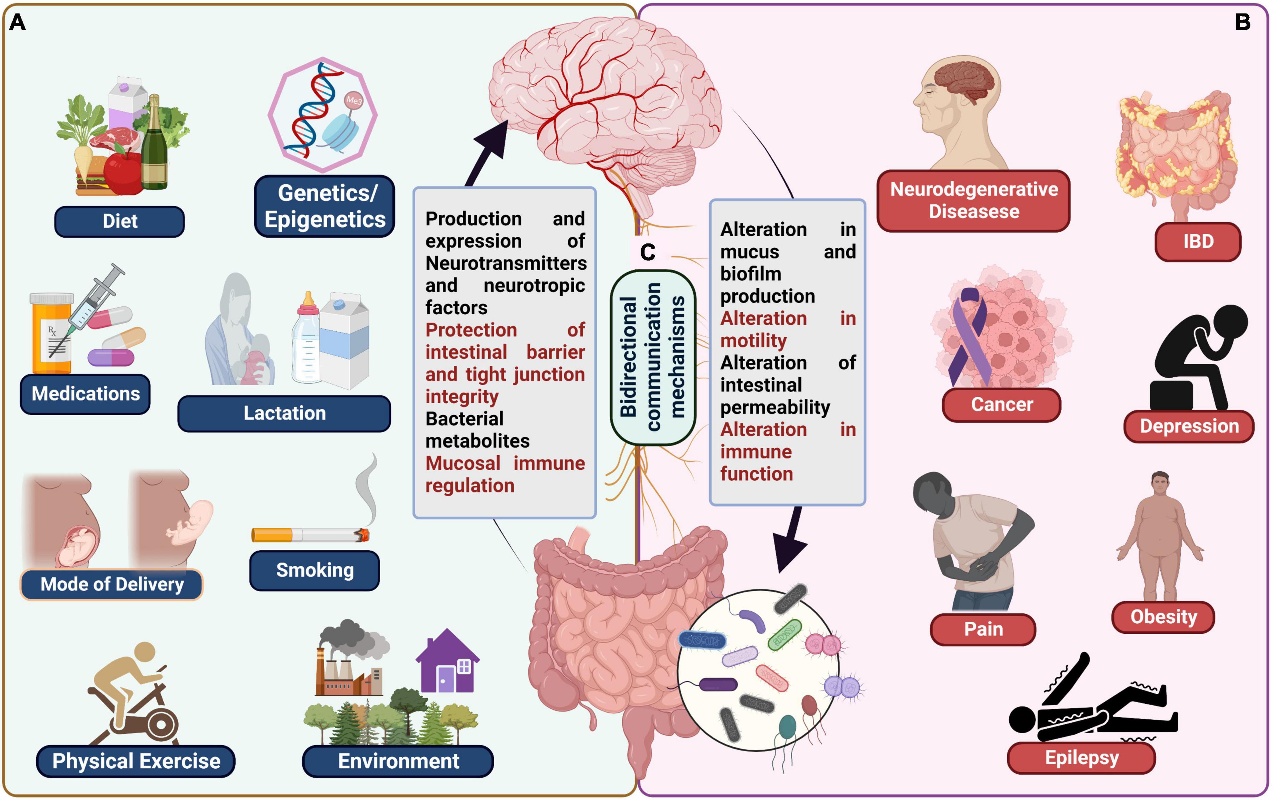 Gut Microbiome–Brain Alliance: A Landscape View into Mental and
