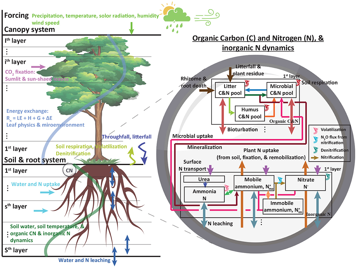 2A: A Forest Carbon Cycle