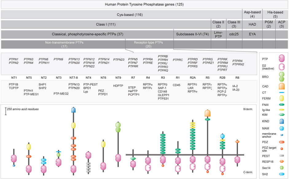 Frontiers | Hereditable variants of classical protein tyrosine 
