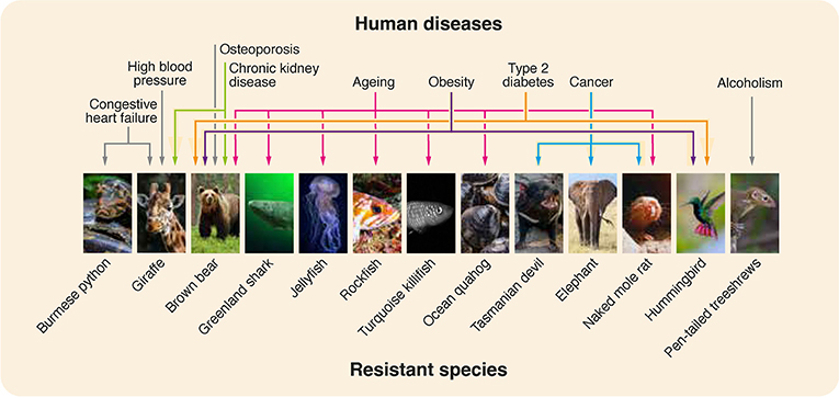 图1 -某些动物物种已经进化到对通常影响人类的各种疾病或失调具有抵抗力。