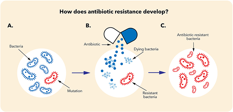 图2 -抗生素耐药性是如何产生的?