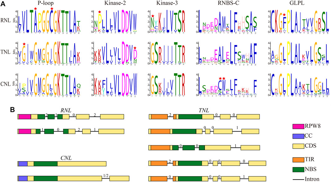 Frontiers | Genome-wide Analysis Of NBS-LRR Genes In Rosaceae Species ...