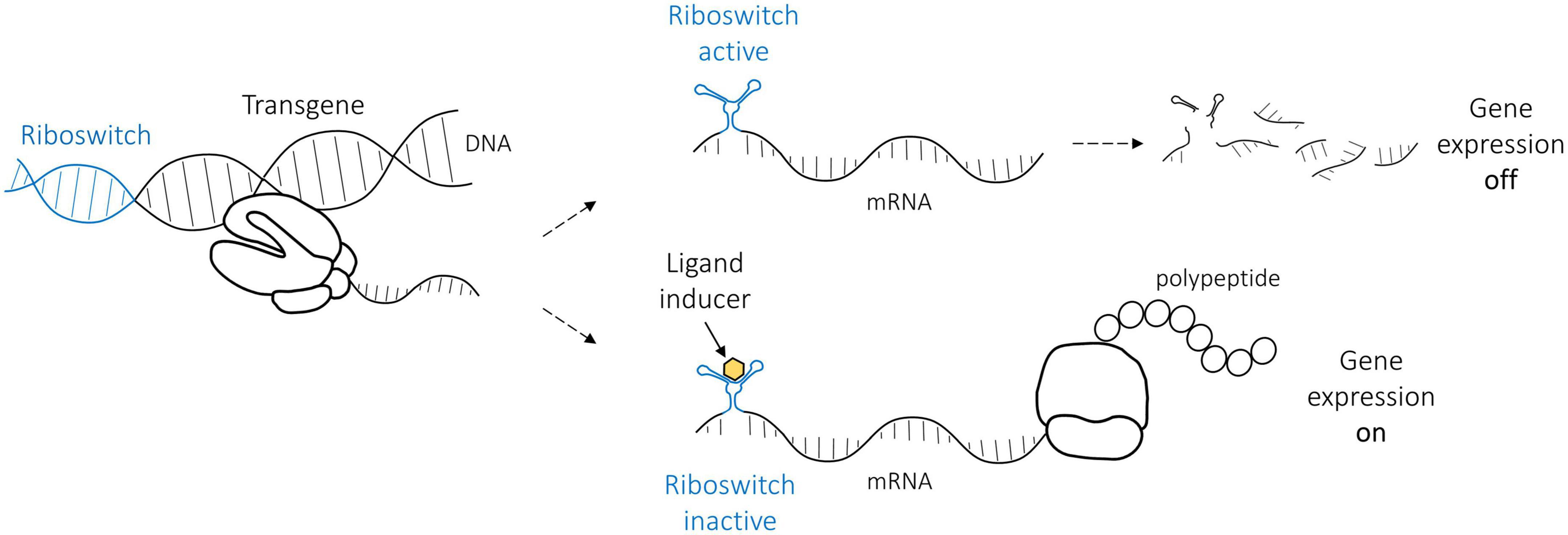 Frontiers | Optimized Riboswitch-regulated AAV Vector For VEGF-B Gene ...