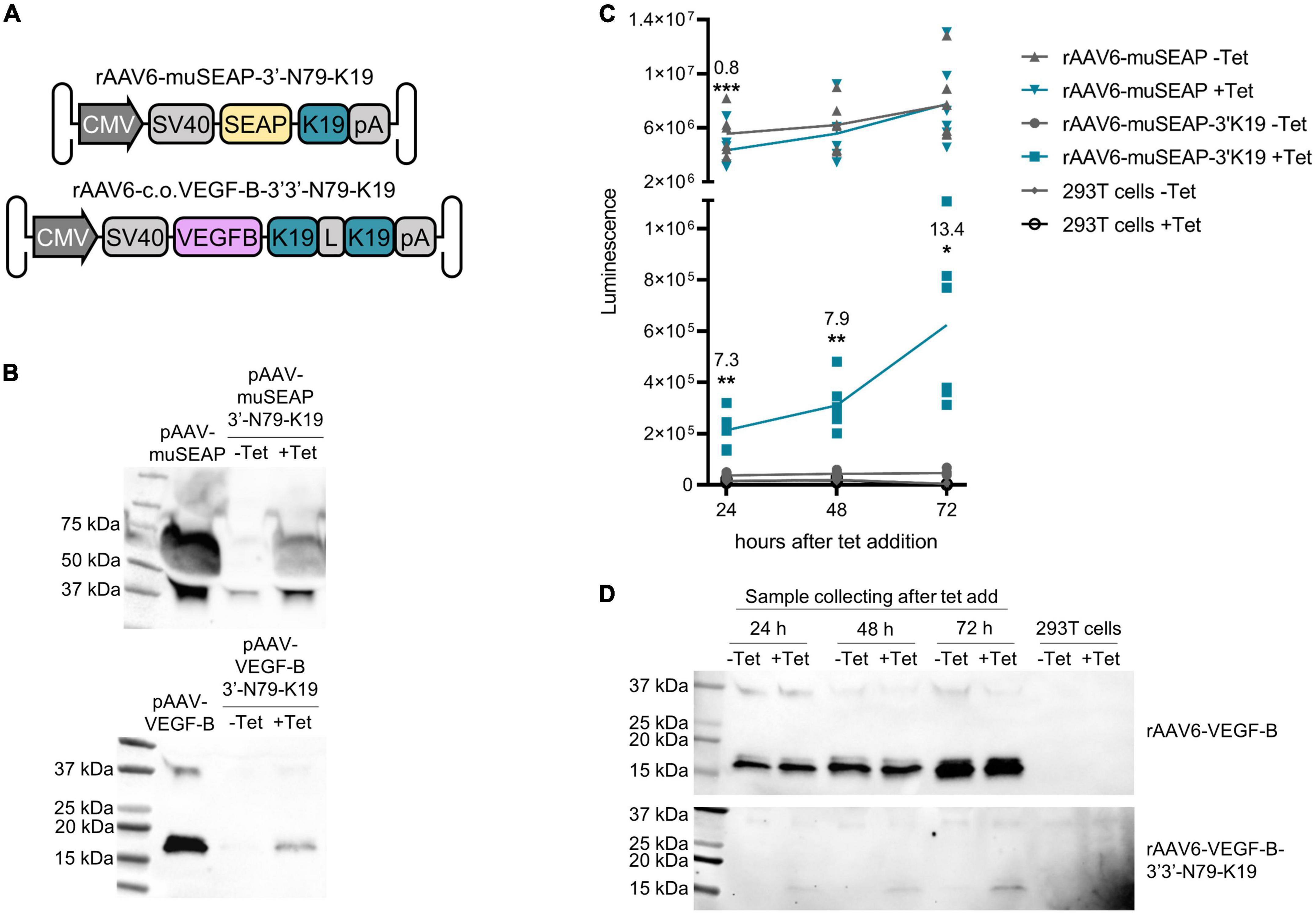 Frontiers | Optimized Riboswitch-regulated AAV Vector For VEGF-B Gene ...