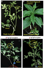 Frontiers | Florigen And Anti-florigen – A Systemic Mechanism For ...