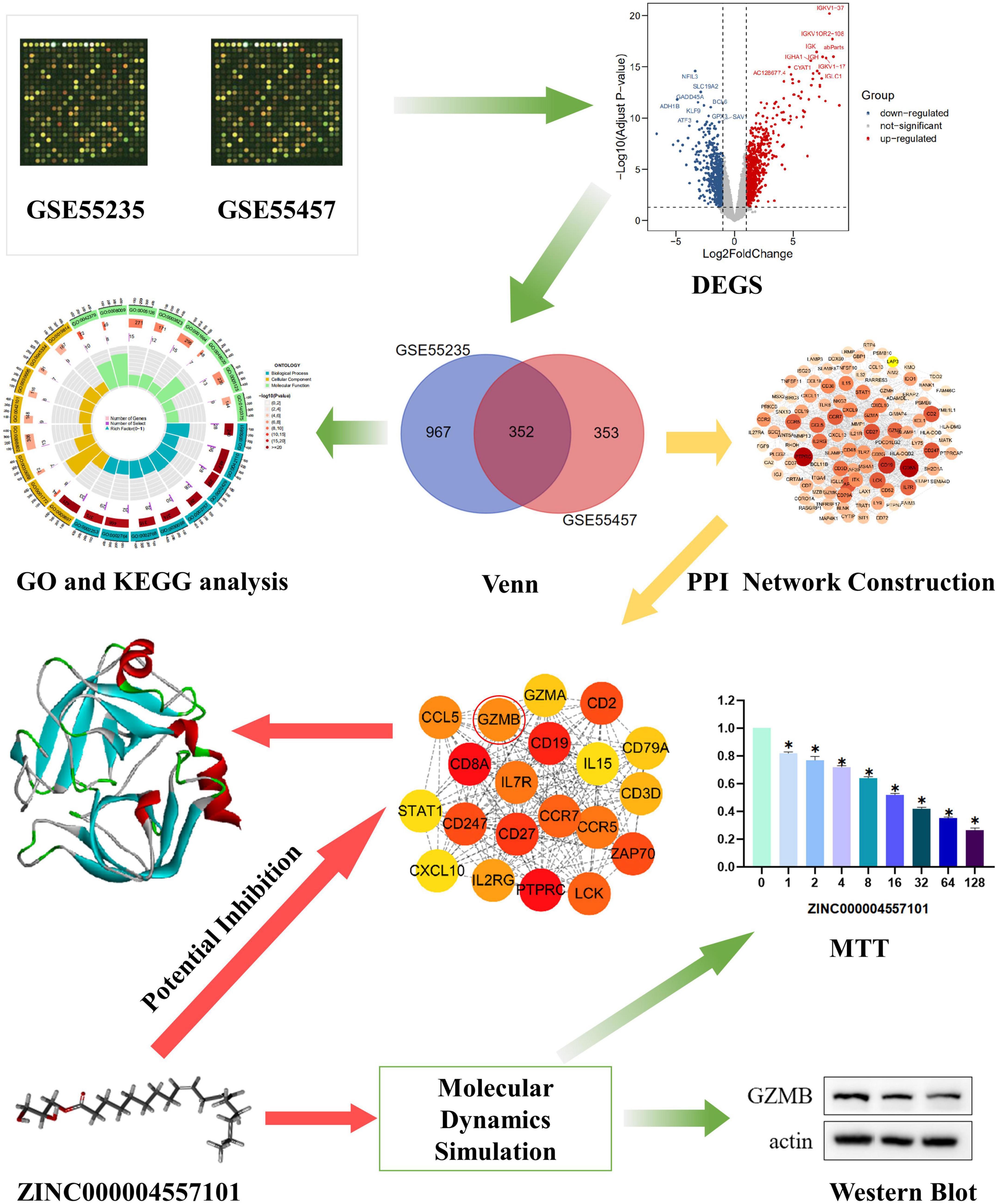 Frontiers  Effective natural inhibitors targeting granzyme B in rheumatoid  arthritis by computational study