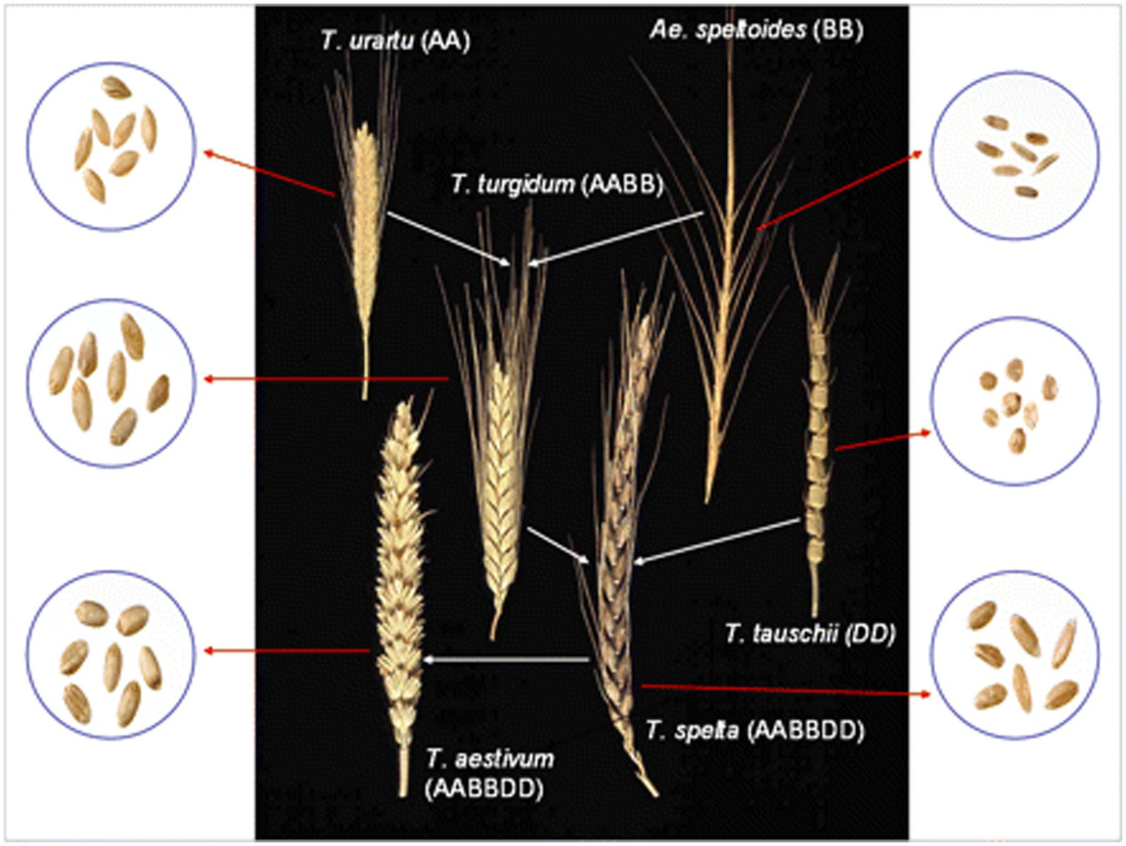 Anatomía del grano de trigo. Figure 1. Wheat grain anatomy.