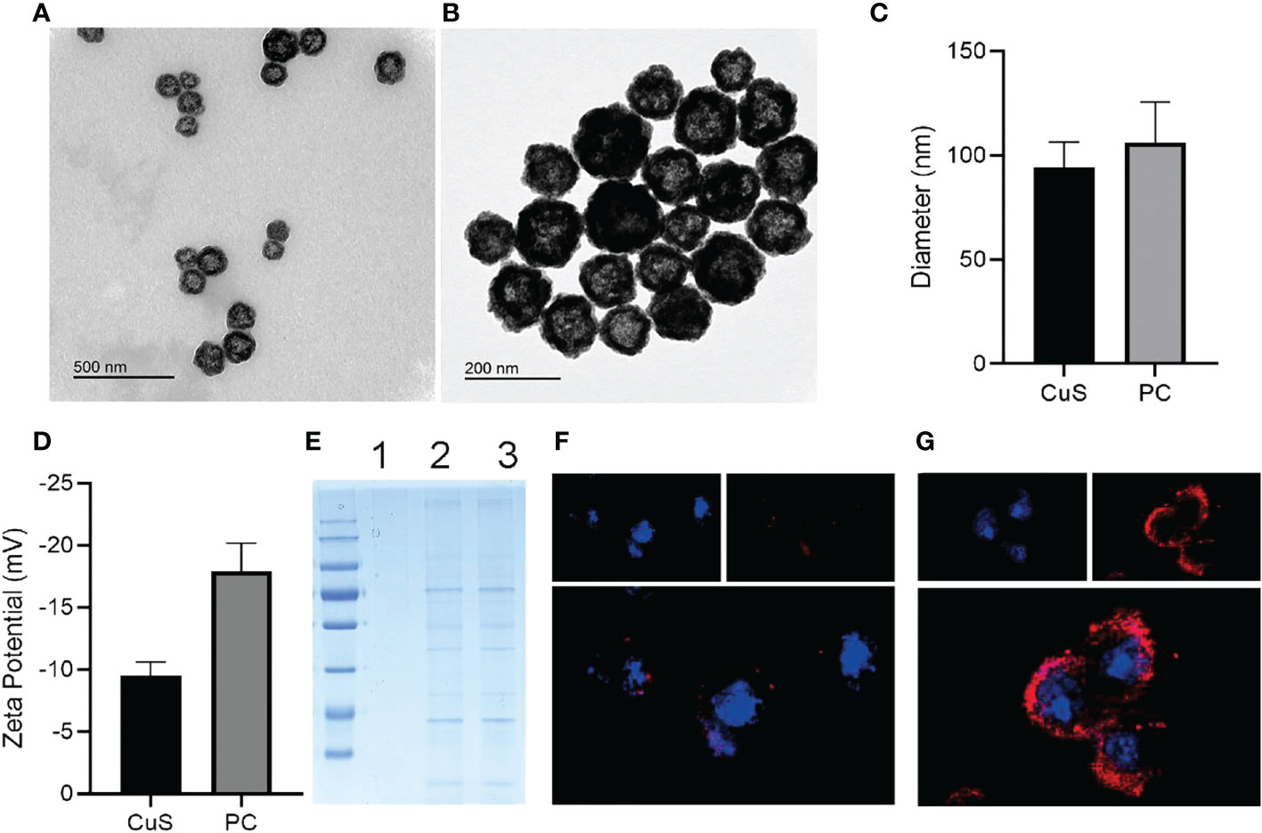 Frontiers Biomimetic CuS nanoparticles for radiosensitization