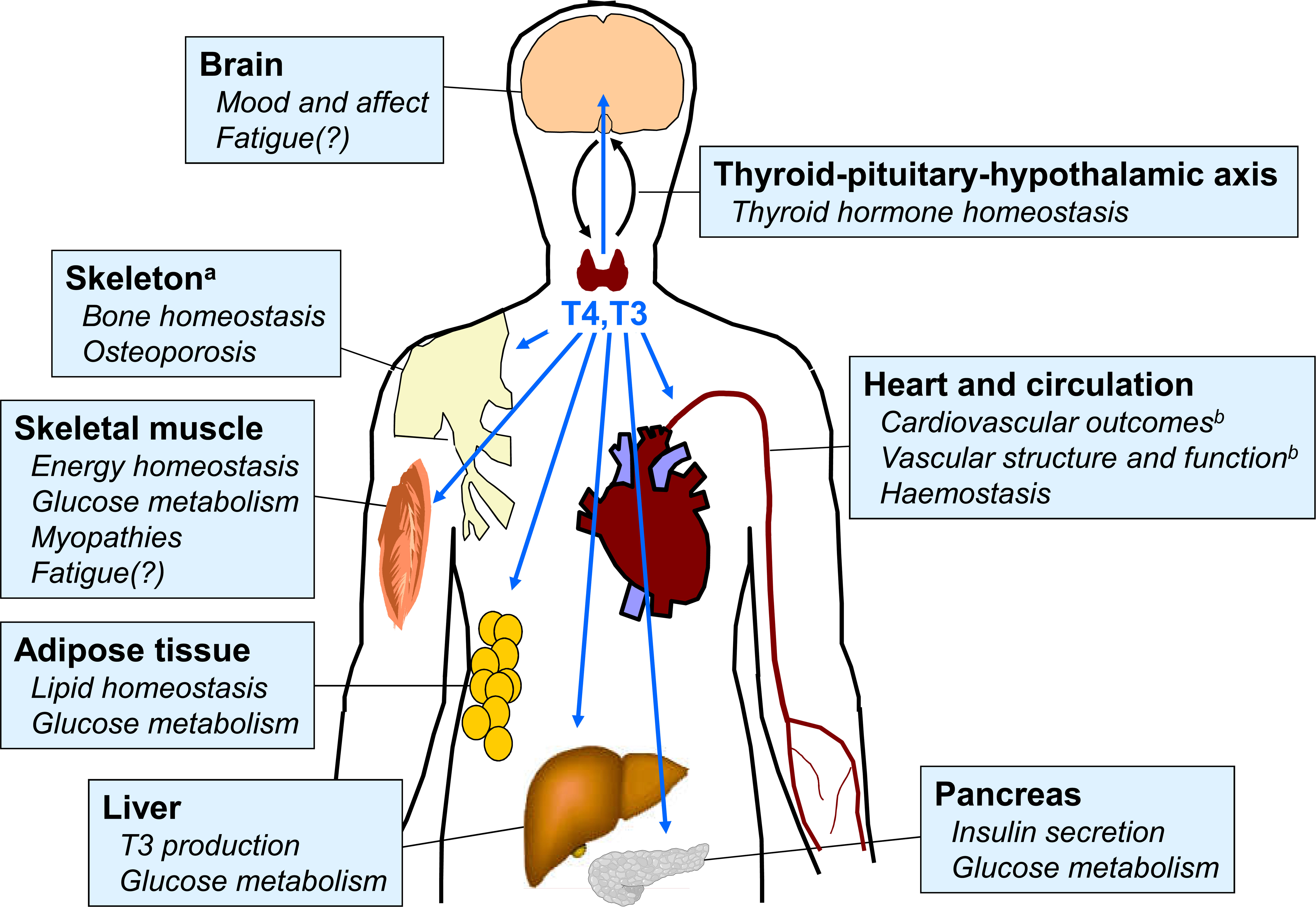 Frontiers Use Of Levothyroxine In The Management Of Hypothyroidism A 