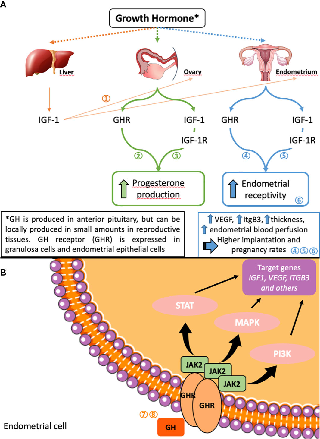 Frontiers  Growth Hormone and Reproduction: Lessons Learned From