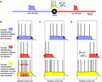 Frontiers | Spiny neurons of amygdala, striatum, and cortex use ...