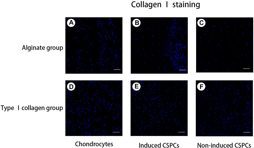 Alginate and alginate composites for biomedical applications