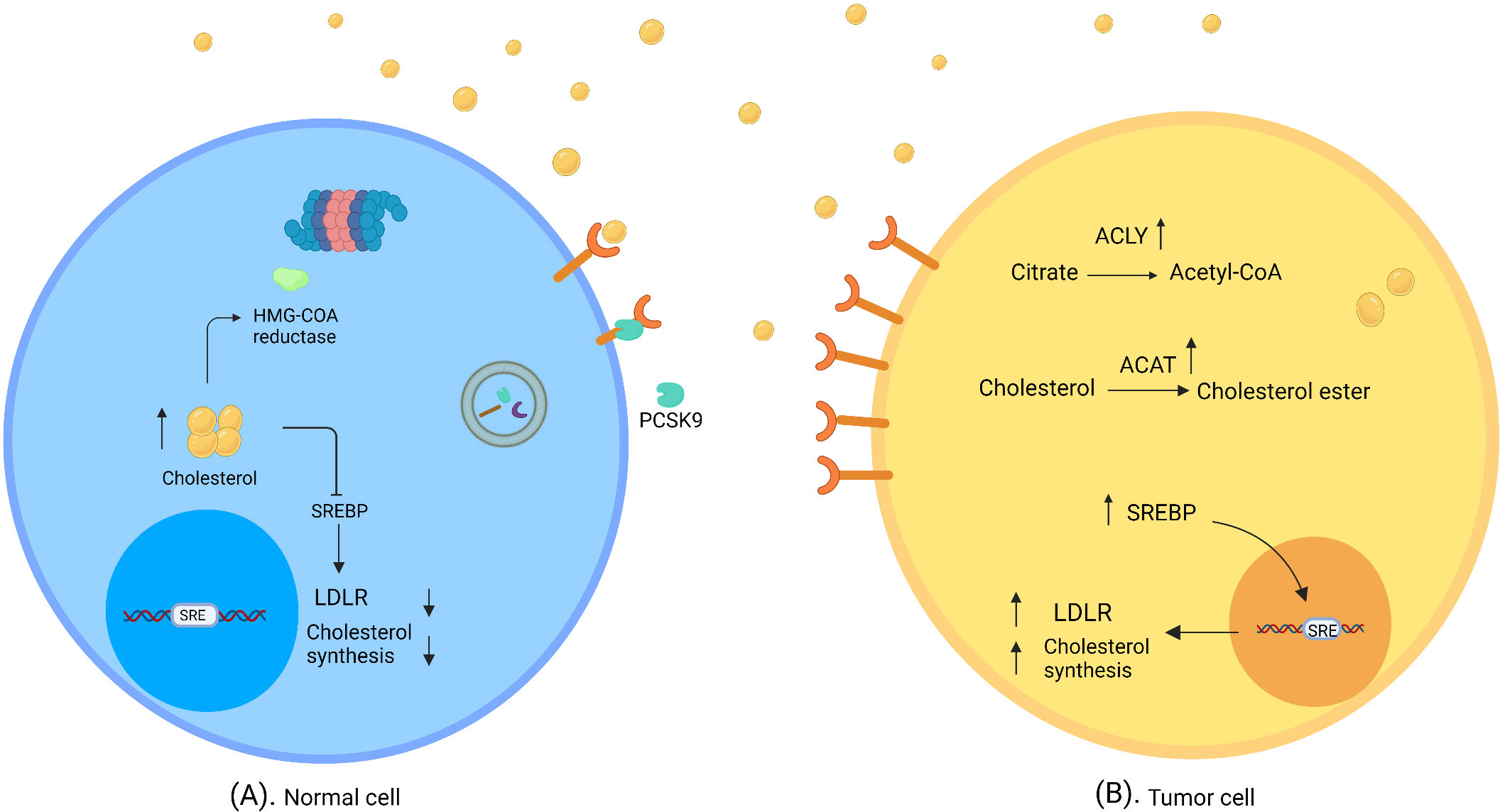 Frontiers Cholesterol An Important Actor On The Cancer Immune Scene